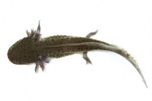 Ambystoma mexicanum (axolotl), classique, 12-14 cm